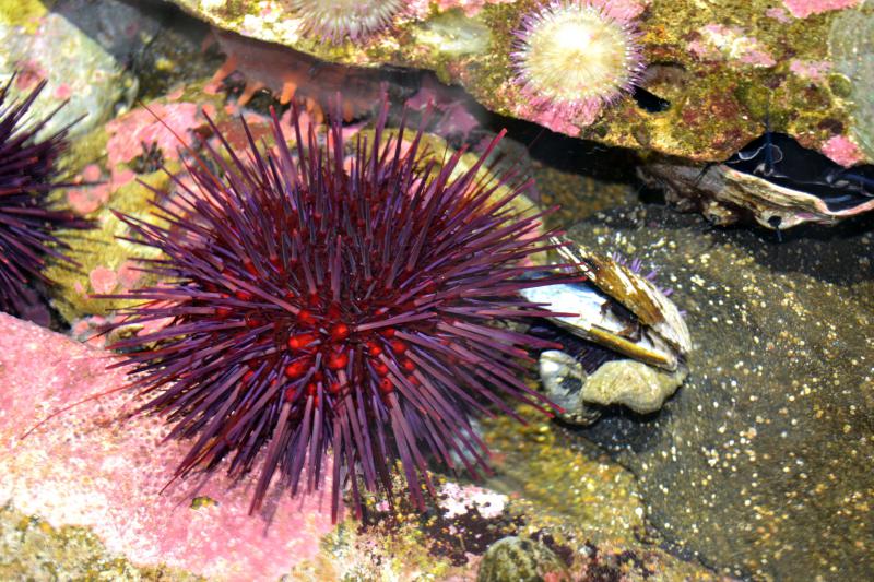 Flipboard Surge In Oregon’s Purple Sea Urchin Population