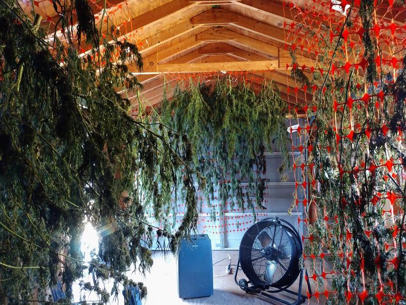 Budding Hemp Farmers Struggle To Find Success In The 'Green Rush' - Valley Public Radio