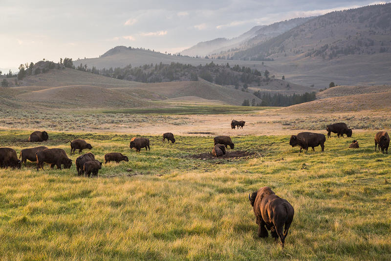 Agencies, Tribes Vote To Reduce Yellowstone Bison Population By 600900