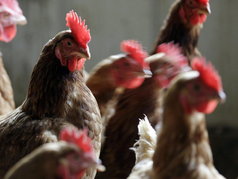 Suspended Drug Sales Focuses Attention On Cattle Feeding Additive