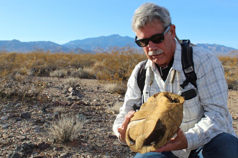 Climate Change, And Our Response To It, Is Making Life Hard For Desert Tortoises - KUER 90.1