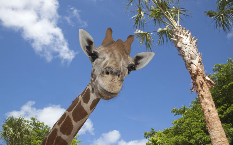 Zoo Animals Need Company Too | WUSF News