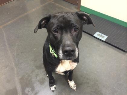 springfield humane society dogs