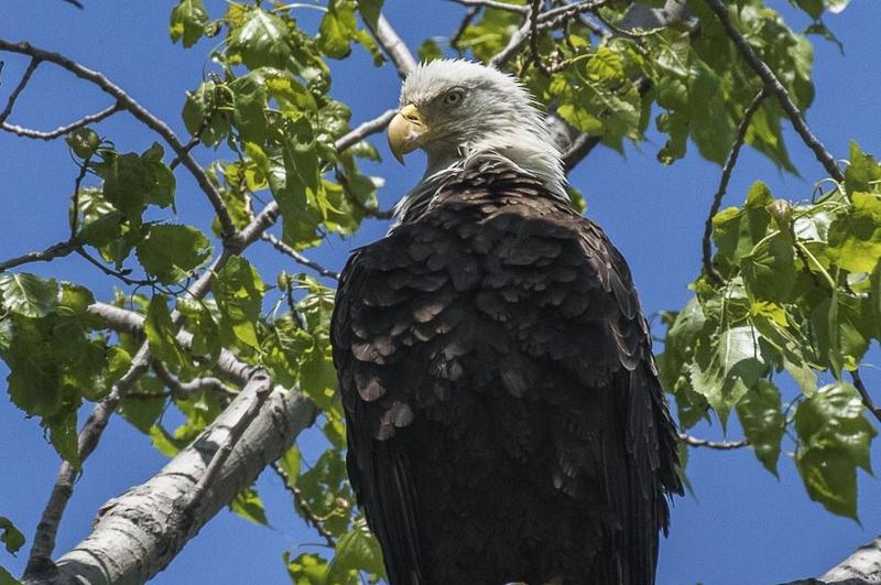 Ohio's Bald Eagle Population Is Soaring | WOSU Radio