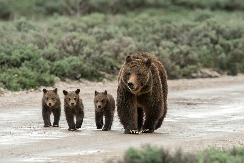 Famous Grand Teton Grizzly Bear Emerges With Four Cubs Kunc