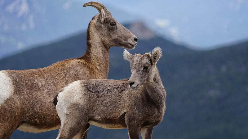 Fwp Seeks Comments On Bighorn Sheep Reintroduction Mtpr