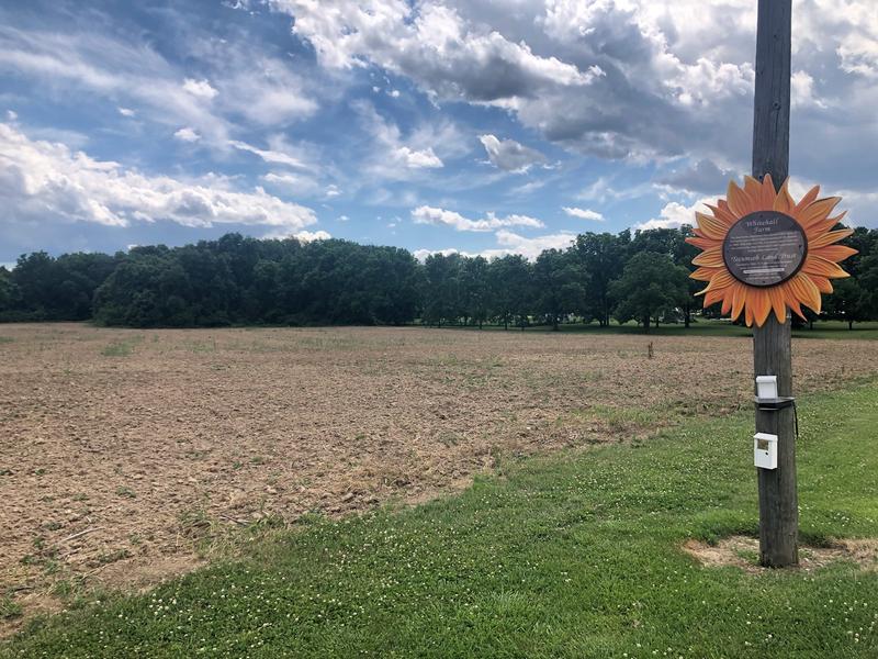 Yellow Springs Sunflower Field Will Not Be Planted Due To Pandemic WOSU Radio