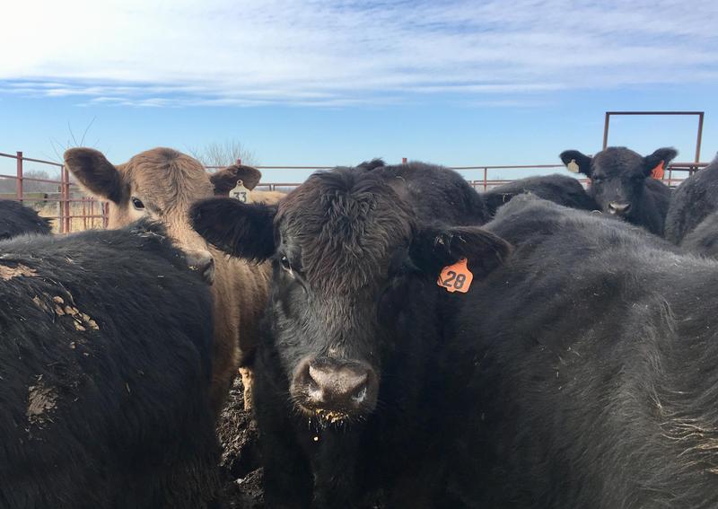 Vesicular Stomatitis Spreads Across Midwest, Could Impact Livestock ...