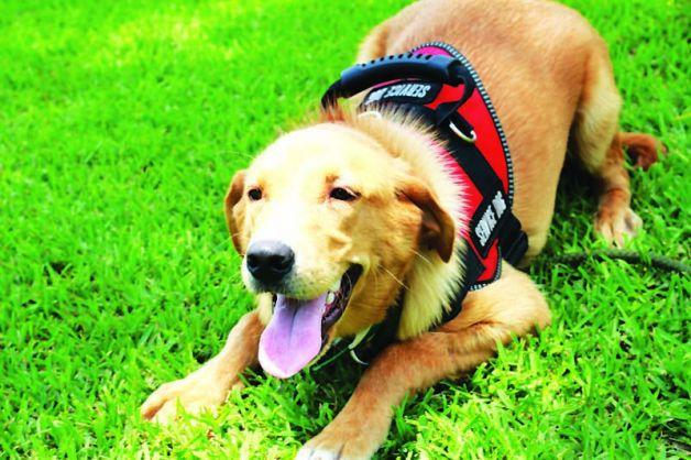 nonprofit diabetic alert dogs