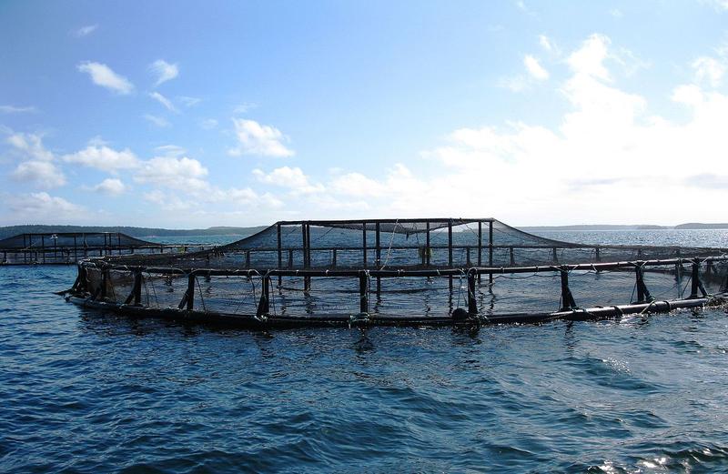Rubio Introduces Legislation To Ease Path For Aquaculture Development In Federal Waters