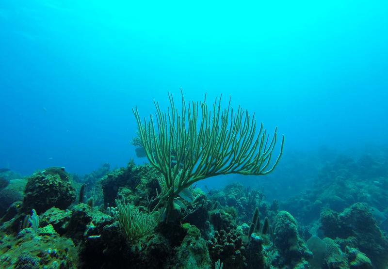 Corals Weakened By Nutrient-Laden Water Can't Fight Climate Change, Study Says - WJCT NEWS