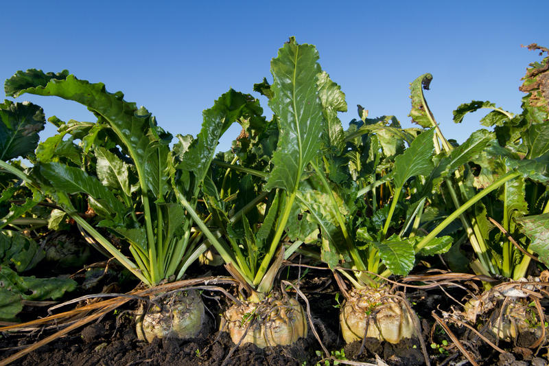 pandemic-puts-sugar-beet-farmers-in-a-pinch-aspen-public-radio