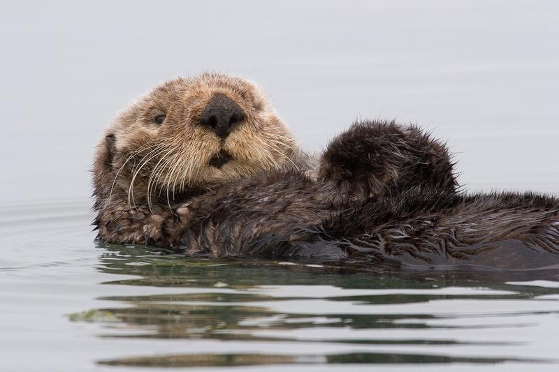 Sea otter reintroduction to more of the Pacific Coast gets a nudge from