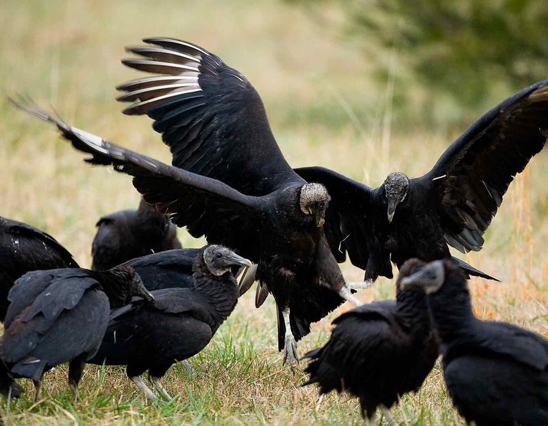 ‘A Very Aggressive, Nasty Bird’; Missouri Fights Deadly Black Vultures