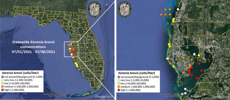 Tampa Bay Becomes Red Tide Epicenter Pinellas Respiratory Warnings Follow Wjct News