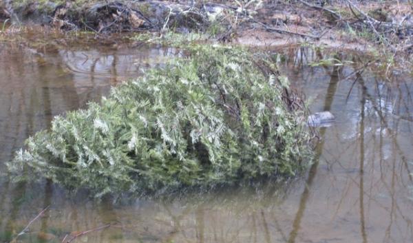 When submerged in a coastal stream, an old Christmas tree offers young salmon protection from predators and new potential food sources.