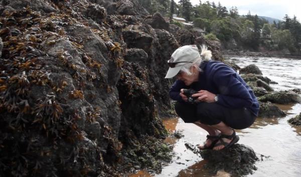 Drew Harvell, a marine epidemiologist, surveys the intertidal zone of Eastsound on Orcas Island, looking for signs of sea star wasting syndrome. 