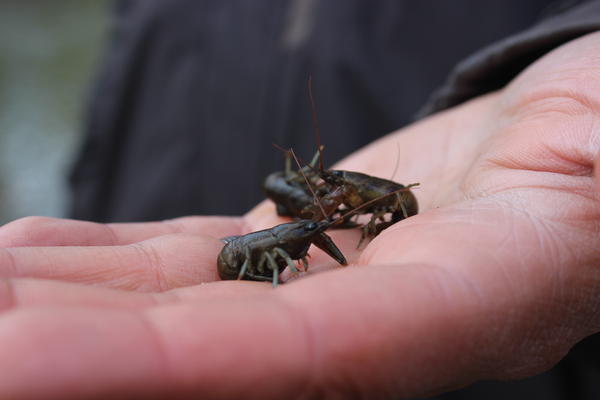 Michigan DNR changes the rules to let you eat invasive crayfish | WVPE