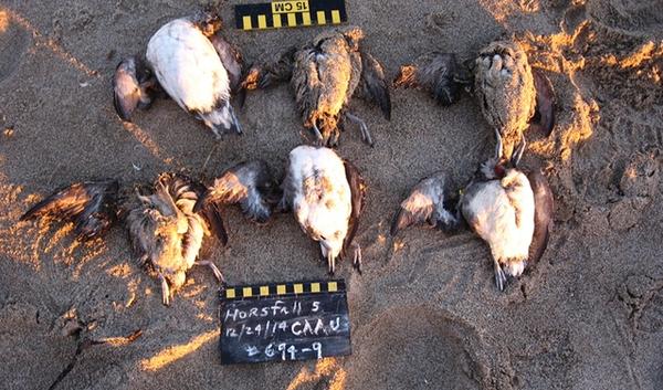 Dead birds discovered on Christmas Eve by Ken and Cathy Denton near North Bend.