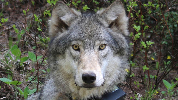 Oregon's wolf population is on track to cross the milestone of having four breeding pairs for three consecutive years at the end of December.
