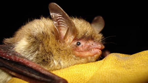 federal government protects bat, angers industry
