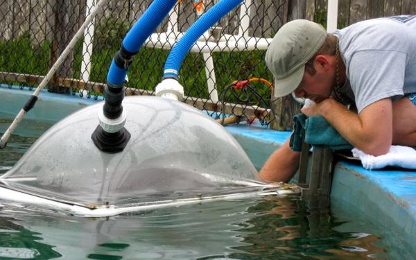 <p>A dolphin works with a trainer to record vocalizations at different volumes so scientists can understand how much extra energy is needed to make louder calls and whistles in the presence of underwater noise. The lab pictured says all procedures were approved&nbsp; under U.S. National Marine Fisheries Service permit No.13602. Photo courtesy of Terrie Williams' Mammalian Physiology lab at University of California, Santa Cruz.</p>