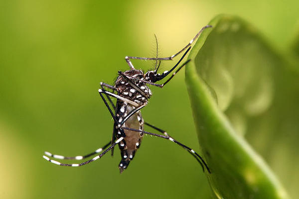 side effect of zika virus
