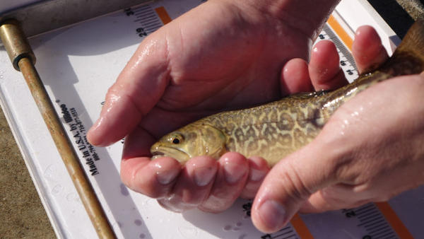 <p>ODFW is stocking tiger trout into Diamond Lake to control the tui chub.</p>