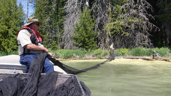 <p>ODFW technicians set trap nets in Diamond Lake.</p>