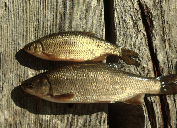 <p>Tui chub (bottom) and a golden shiner (top).&nbsp; Both fish are present in Diamond Lake, but ODFW says the shiners don't proliferate and affect water quality nearly as intensely as the chub.</p>