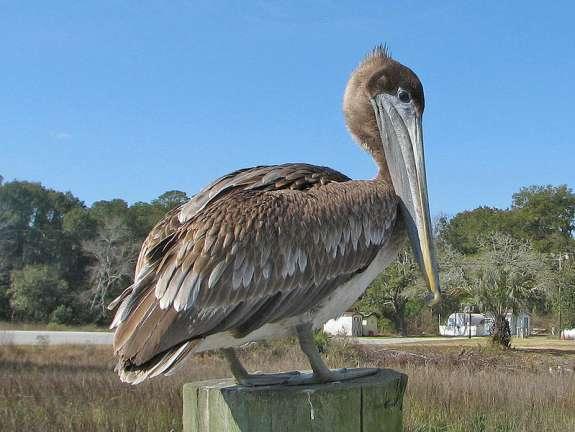 new-protected-areas-would-be-aimed-at-nesting-florida-birds-wusf-news