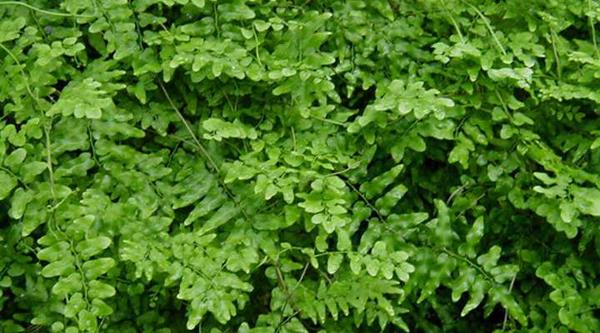 Invasive Plant Moves Into Central Florida Wusf News Invasive Plant Moves Into Central Florida Wusf News