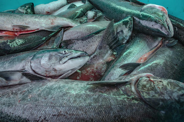 <p>The salmon harvest is stored in large coolers to be brought to market and sold. Buyers include restaurants, individuals and local grocery markets.</p>