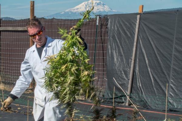 <p>With a snow capped Mount Adams behind him, JV Ranch owner Jonathan Vanella works on the 2016 season harvest. This is Vanella's&nbsp;first crop to receive a third-party organically grown certification.</p>