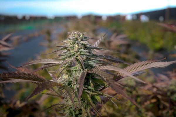 <p>A strain Marionberry Kush grows at JV Ranch in Goldendale, Washington. &ldquo;I don&rsquo;t want to destroy the earth that I&rsquo;m farming on, for one. I don&rsquo;t want to contribute to global warming. And I want to have the safest product possible,&rdquo; said farm owner Johnny Vanella.</p>