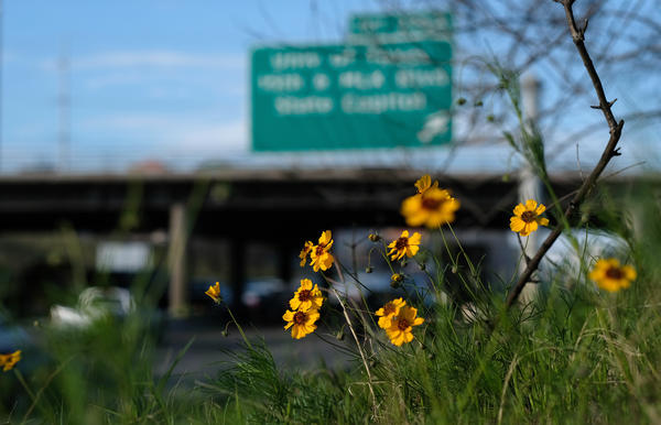 Wildflowers on the side of I-35 near downtown Austin on Thursday.