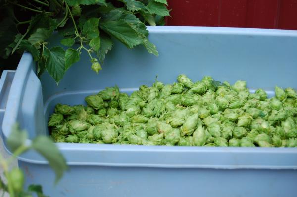 A bucket of freshly harvested hops sits at Midwest Hop Producers, ready for processing in Plattsmouth, Nebraska.