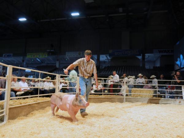 A handler and a hog compete for the blue ribbon at the 2013 Colorado State Fair.