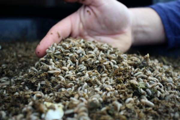 Tens of thousands of black soldier fly larvae munch on juice pulp at Mad Agriculture's pilot facility in Boulder County, Colorado.