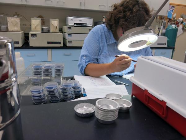 A researcher with the federal Agricultural Research Service studies a sample at a vault preserving genetic material in Fort Collins, Colorado.
