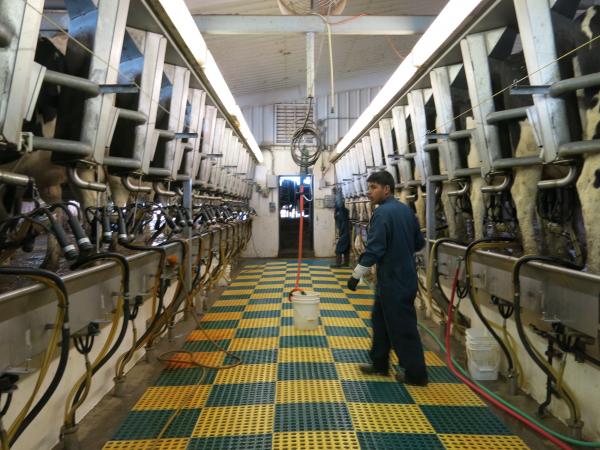 A worker tends to the cows at a dairy farm outside Wellington, Colorado.