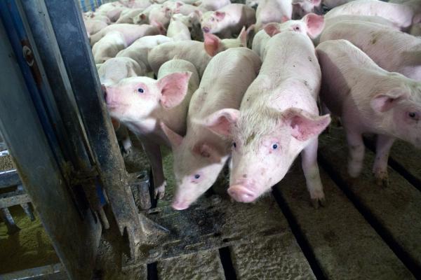 Pigs at a hog barn near Odelbolt, Iowa, sometimes receive antibiotics in their feed.