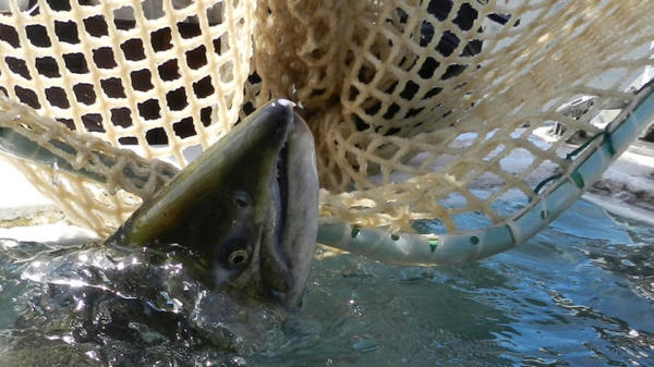 <p>A court Monday upheld the federal government's restriction on three pesticides to protect salmon like this Tule chinook.</p>