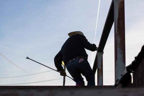 A worker corrals cattle into a chute at Oklahoma National Stockyards in Oklahoma City.