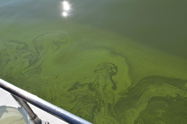 Video: Western Lake Erie turns green from algae | WBFO