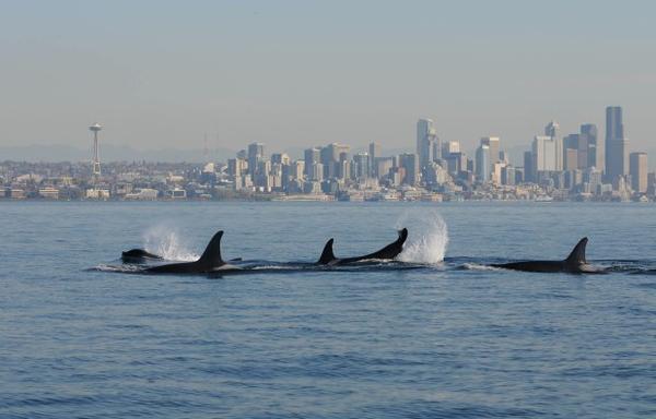 <p>A file photo of orcas in Puget Sound with Seattle in the background. </p>