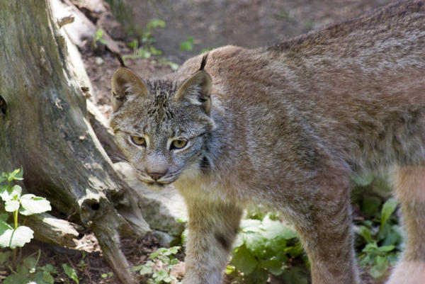 Wildfires Are Big Trouble For The Northwest's Lynx, Pygmy Rabbits And ...