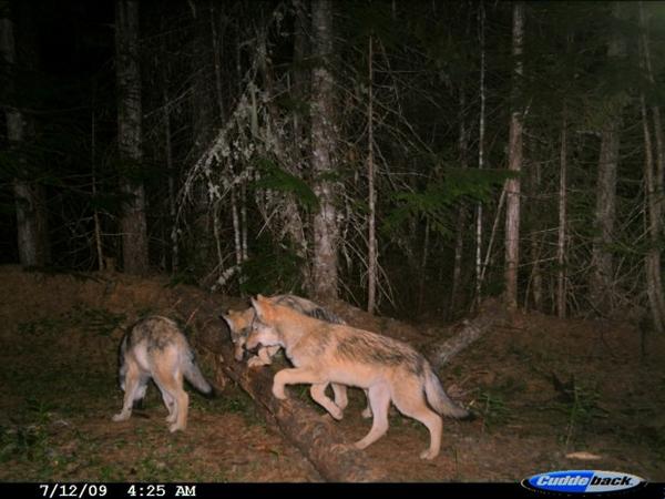 <p>Wolf cubs are caught on a trail camera in Washington state in 2009. Washington's wolf population has grown from around only a dozen wolves in 2009 to 115 by 2016. As the state's population grew,&nbsp;ranchers became more familiar with wolves attacking their cattle and sheep.&nbsp;</p>