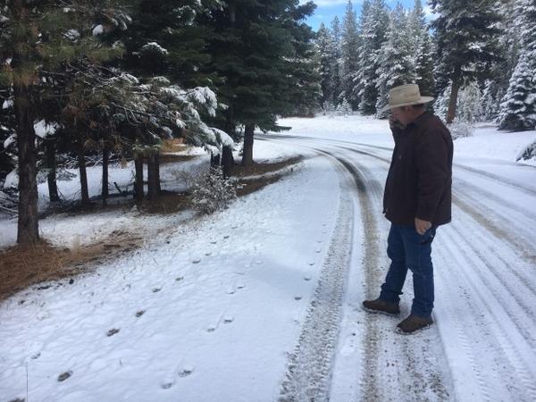 <p>Todd Nash, rancher and&nbsp;Wallowa County&nbsp;commissioner, examines wolf tracks on a road in the Wallowa-Whitman National Forest, which leads up to a pasture where his cattle graze.&nbsp;</p>