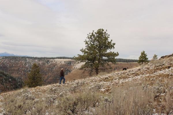 <p>Wallowa County rancher Todd Nash and a cattle dog hike up a slope in Eastern Oregon. Many ranchers say the presences of wolves makes it more difficult to use herding dogs. Some research indicates guarding dogs could&nbsp;deter wolves from attacking livestock.</p>